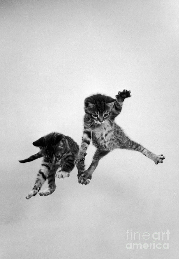 Airborne Kittens Photograph by Ylla