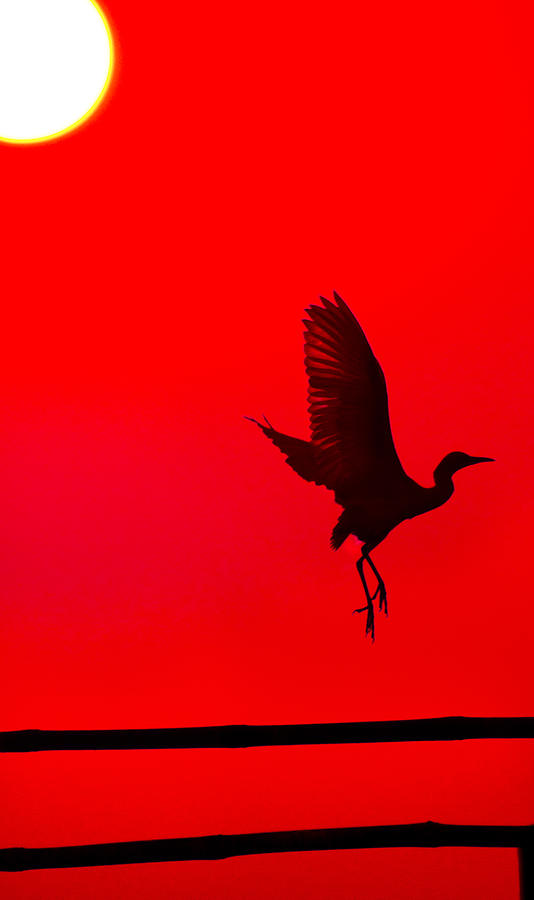 Egret Photograph - Airborne by Kunal Bhojane