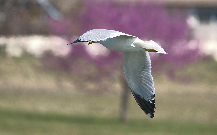 Bird Photograph - Airborne Seagull Series 3 by Roy Williams