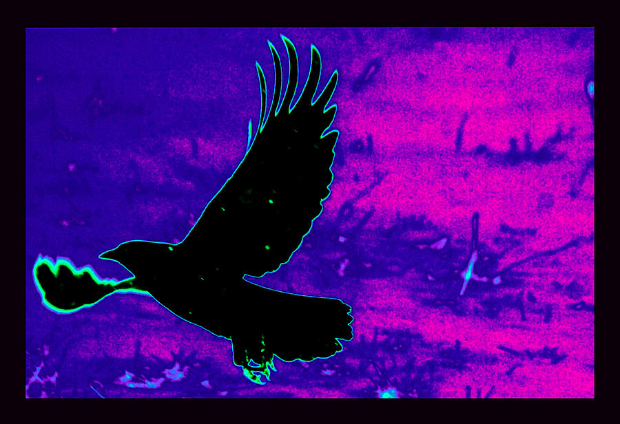 Ravens Photograph - Airborne by Susanne Still Ravens Photograph - Airborne by Susanne Still
