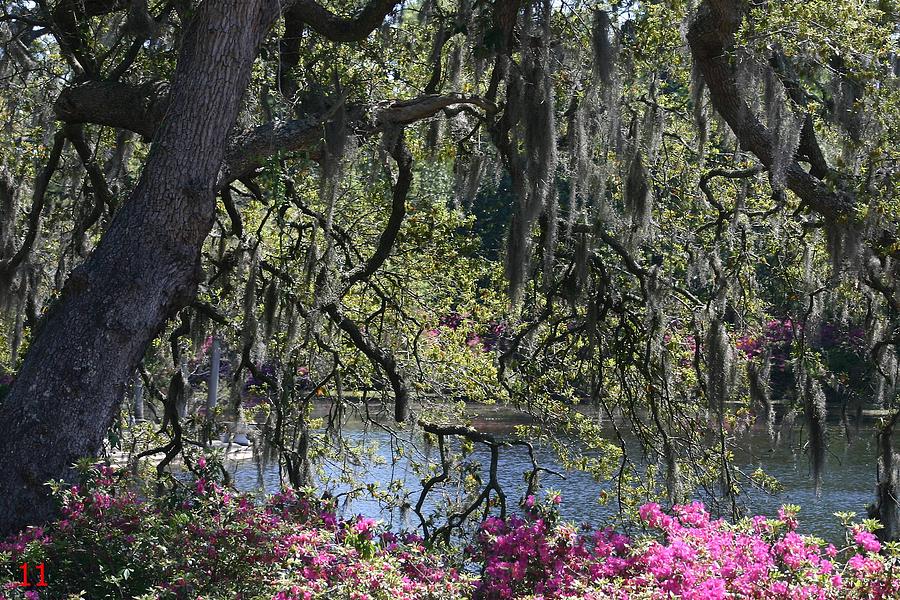 Airlie Gardens Photograph by MJ Cooper - Fine Art America