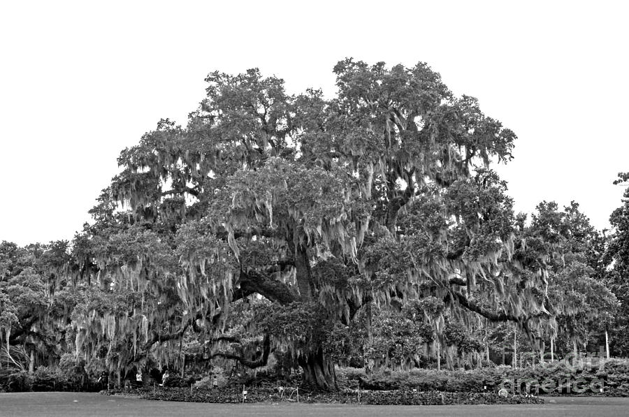 Tree Photograph - Airlie Oak B/W by Lydia Holly