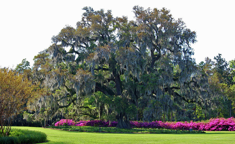 Airlie Oak In The Spring Photograph by Cynthia Guinn