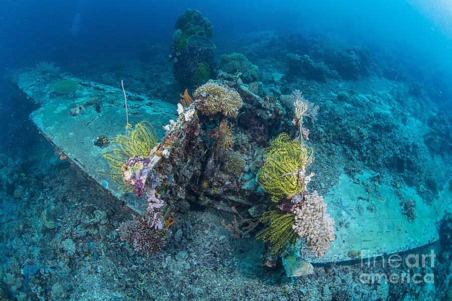 Airplane Wreck Sitting Atop Reef Photograph