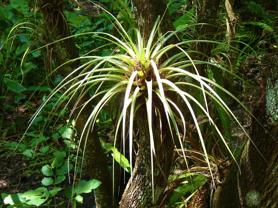 Airplant in the Swamp Photograph by Jeanette Oberholtzer