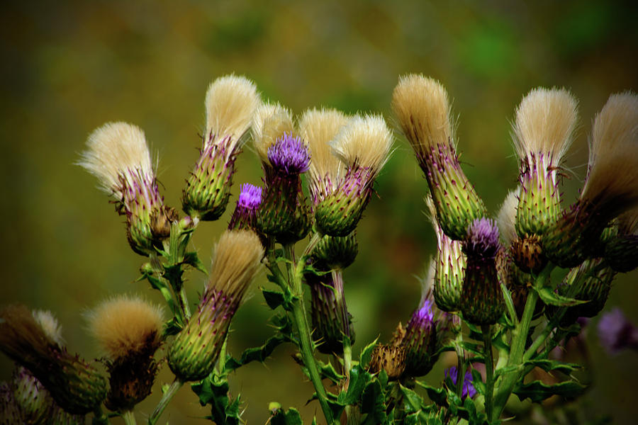 Airport Thistles Photograph by Tikvahs Hope
