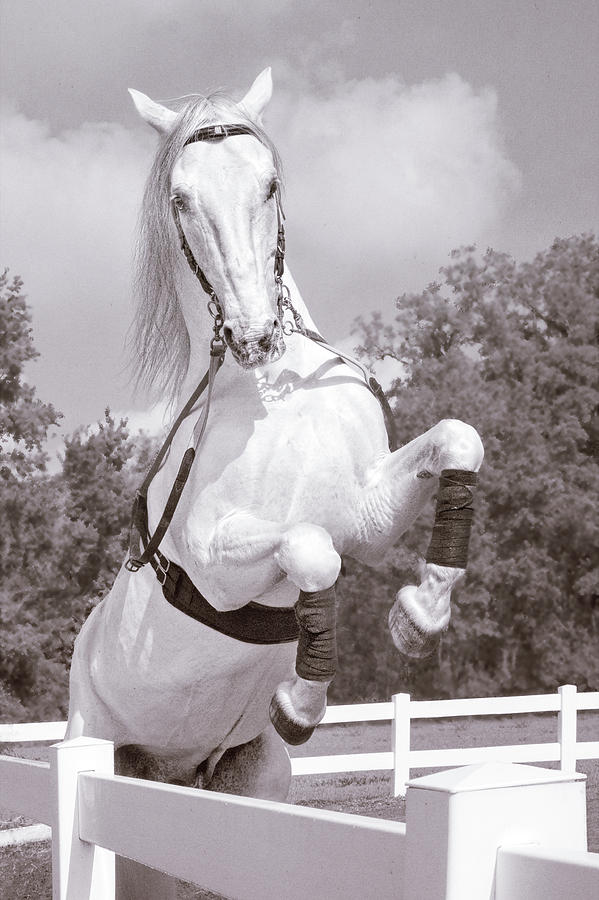 Airs Above the Ground - Lipizzan Stallion Rearing Photograph by Mitch Spence