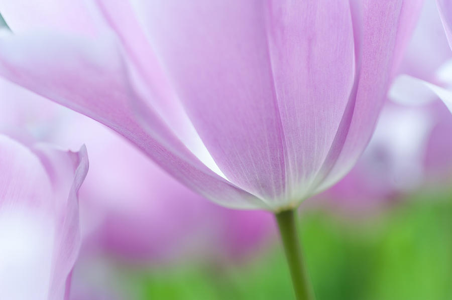 Airy Purple. Tulips Of Keukenhof Photograph