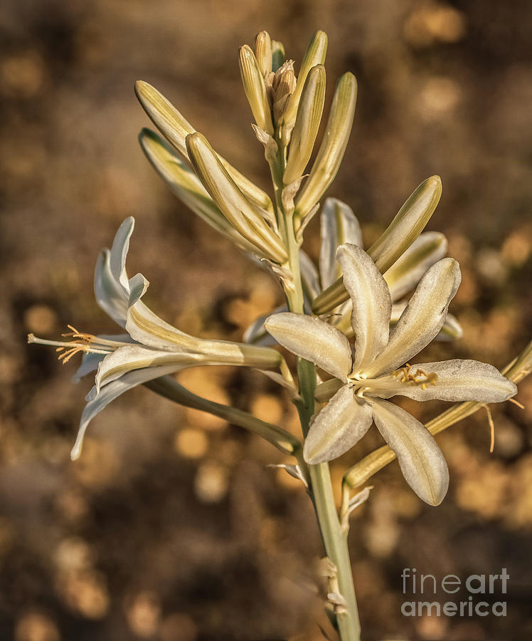 Ajo Lily In Morning Light Photograph by Robert Bales
