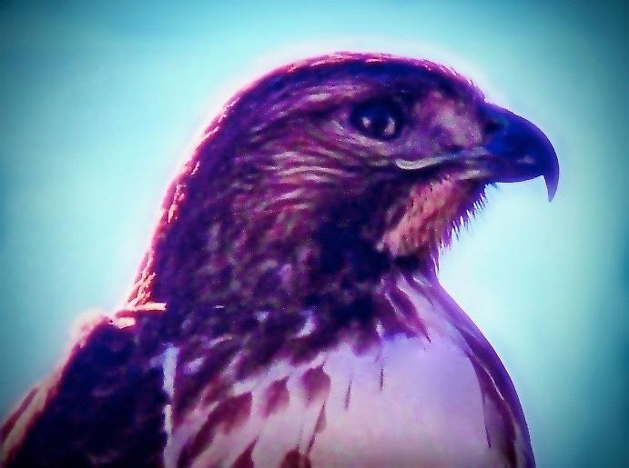 Ak-Chin Red-Tailed Hawk Portrait Photograph by Judy Kennedy