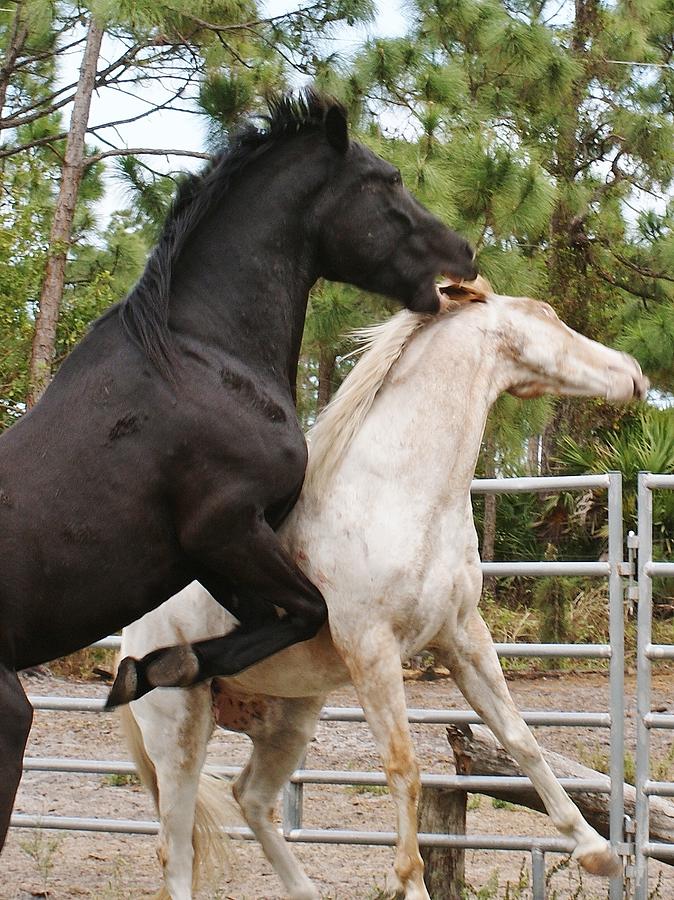 Horse Photograph - AKA Mike Tyson by Lynda Dawson-Youngclaus