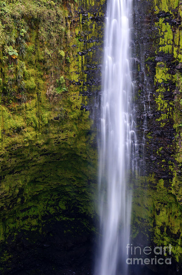 Akaka Falls Photograph by Aaron Whittemore