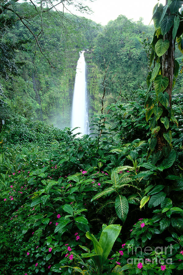 Akaka Falls Photograph by Bill Brennan - Printscapes