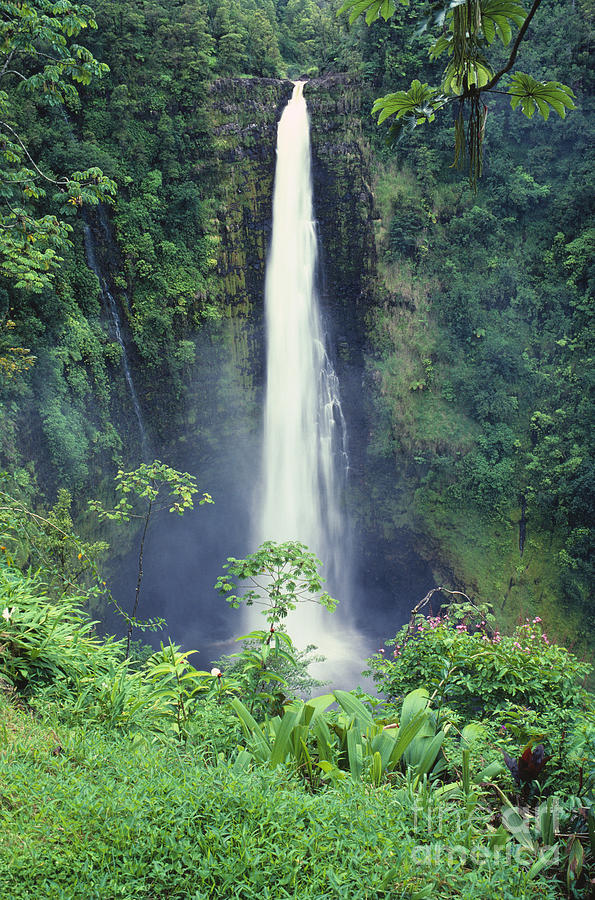 Akaka Falls Photograph by Greg Vaughn - Printscapes