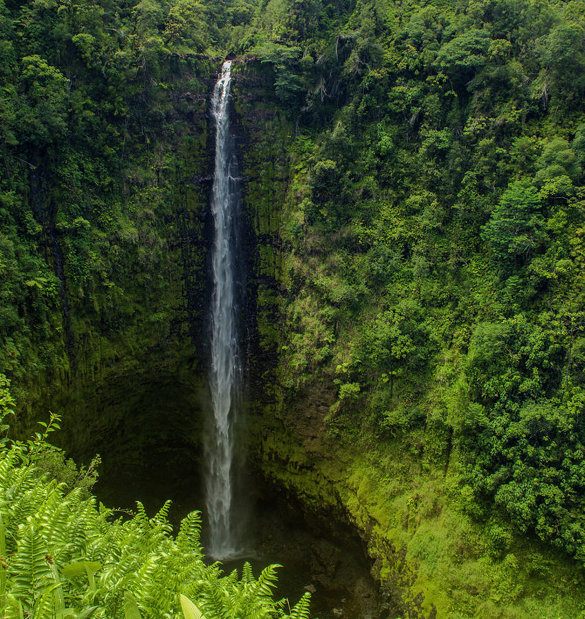 Akaka Falls State Park Photograph by Ksenia VanderHoff