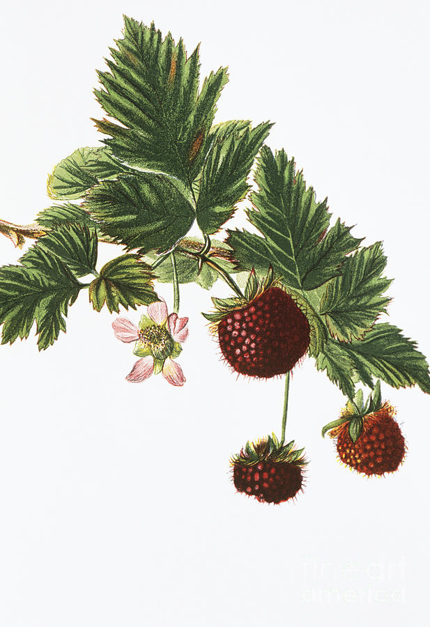 Akala Berries Painting by Hawaiian Legacy Archive - Printscapes