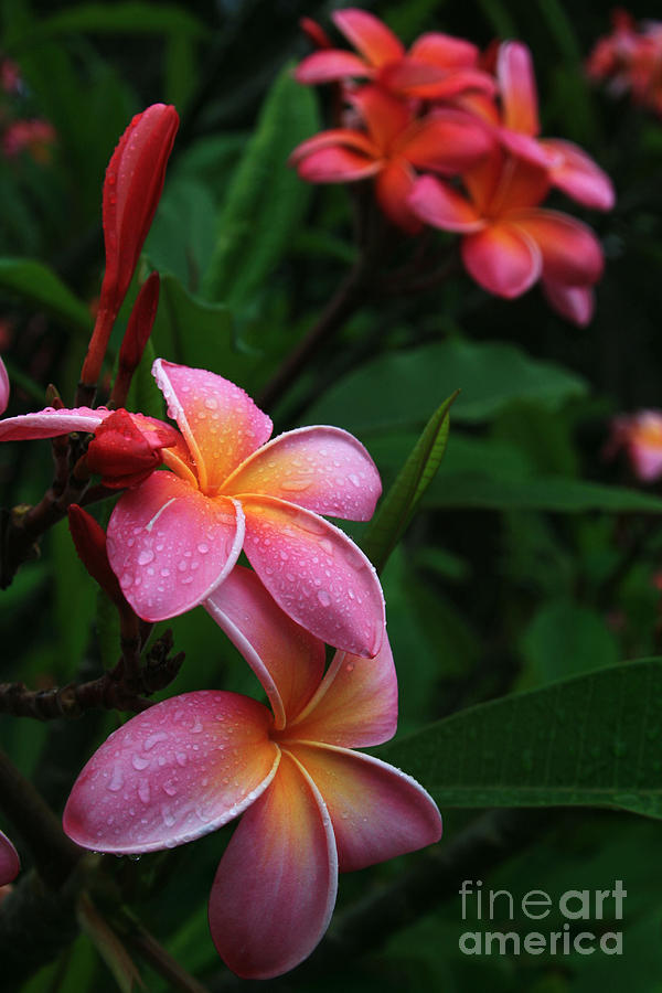 Flower Photograph - Akeakamai Pua Melia Tropical Plumeria by Sharon Mau