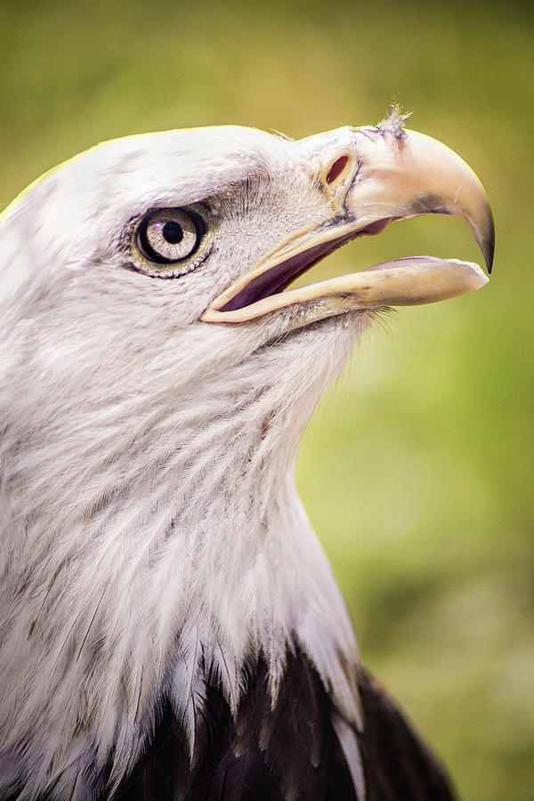 Akron Eagle Photograph by Don Johnson