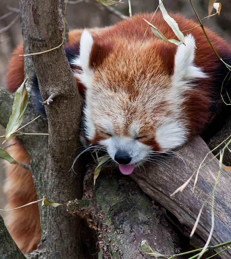 Akron Zoo Red Panda Photograph by Claus Siebenhaar