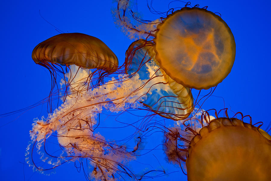 Akron Zoo Sea Jellies Photograph By Claus Siebenhaar - Fine Art America