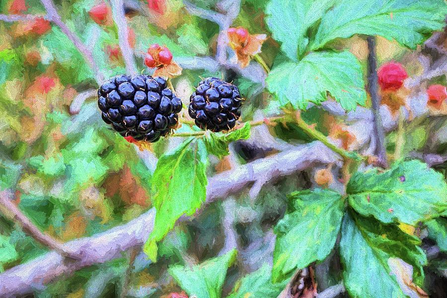 Nature Photograph - Alabama Blackberries by JC Findley