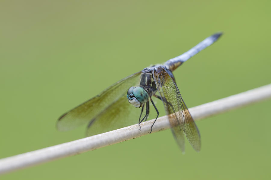 Alabama Blue Dasher Dragonfly Photograph by Kathy Clark