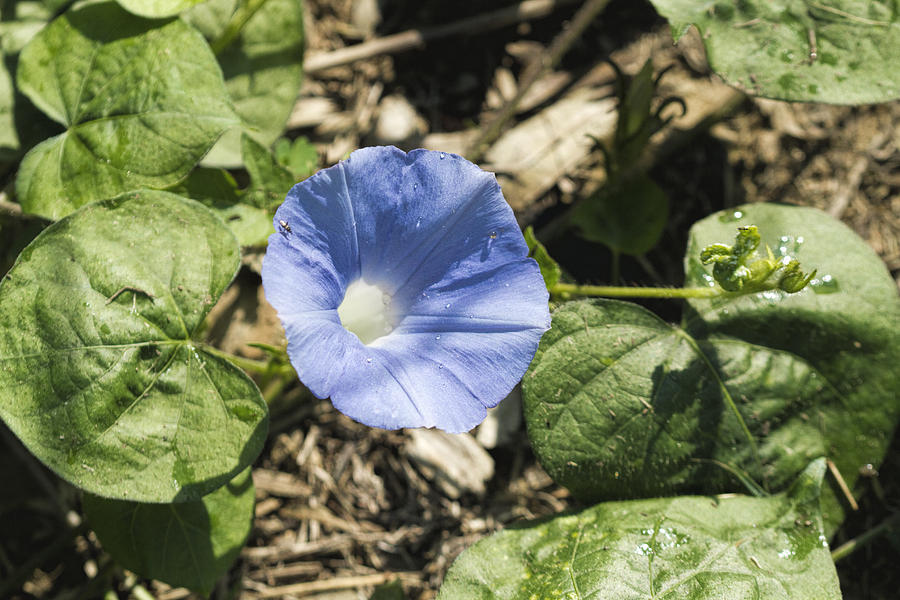 Alabama Blue Morning Glory Wildflower Photograph by Kathy Clark
