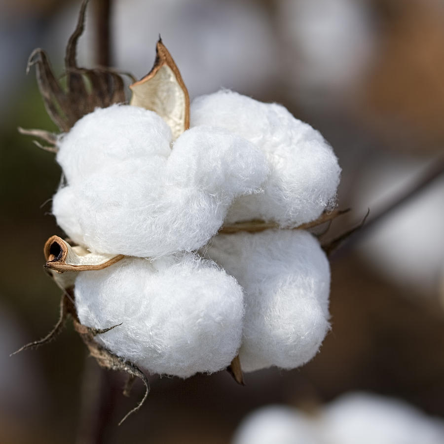 Alabama Cotton Boll Photograph by Kathy Clark