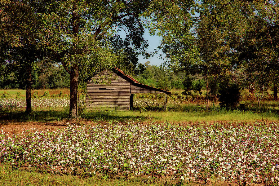 Alabama Cotton Field Photograph by Mountain Dreams