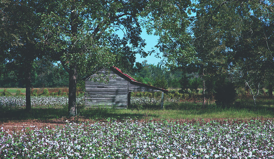 Alabama Cotton Field Photograph by Mountain Dreams Fine Art America