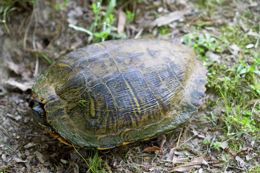 Alabama Pond Slider Turtle  Photograph by Kathy Clark