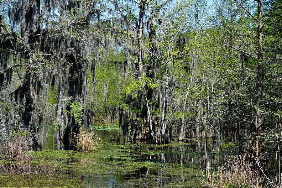 Alabama Swamp Photograph by Eileen Brymer