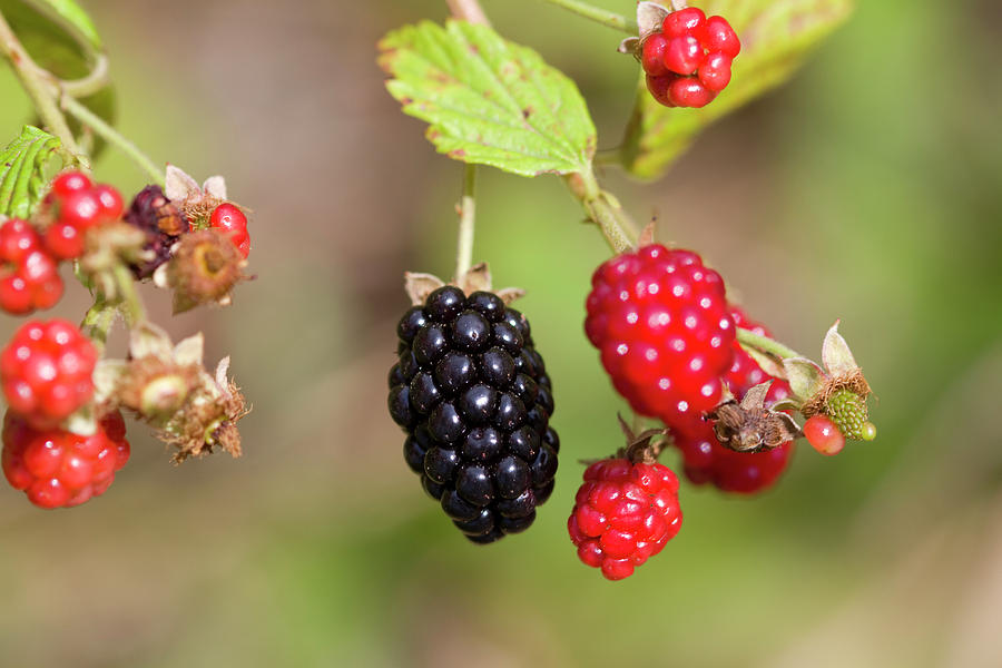 Alabama Wild Blackberries Photograph by Kathy Clark