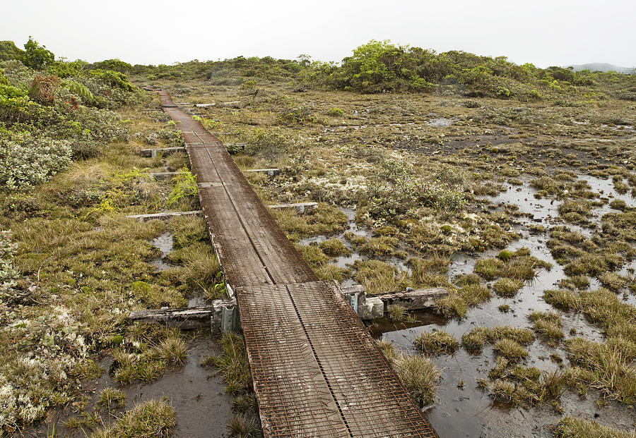 Alakai Swamp on Kauai Hawaii Photograph by Brendan Reals | Fine Art America