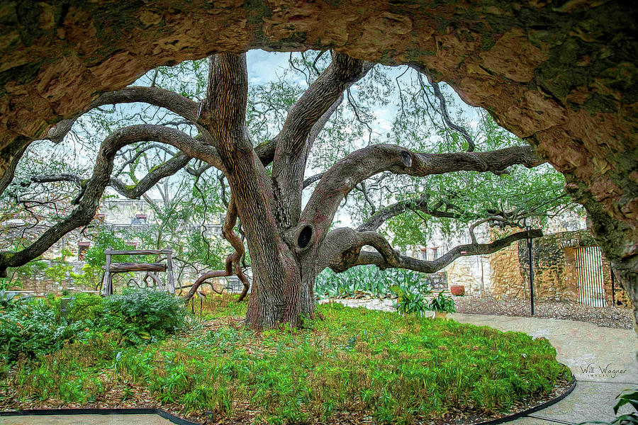 Alamo Tree Photograph by Will Wagner