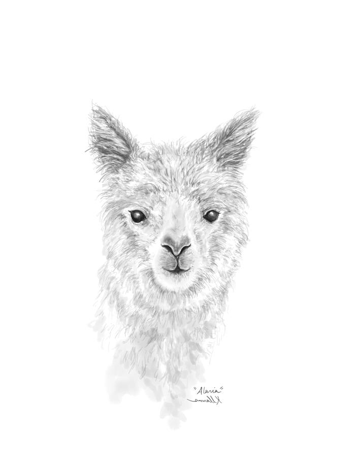 Llama Drawing - Alaria by Kristin Llamas