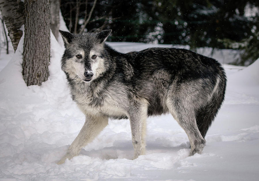 Alarmed Wolf Photograph by Athena Mckinzie