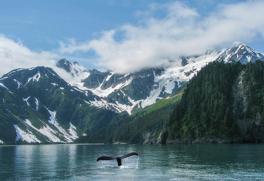Alaska Photograph by Angie Vogel