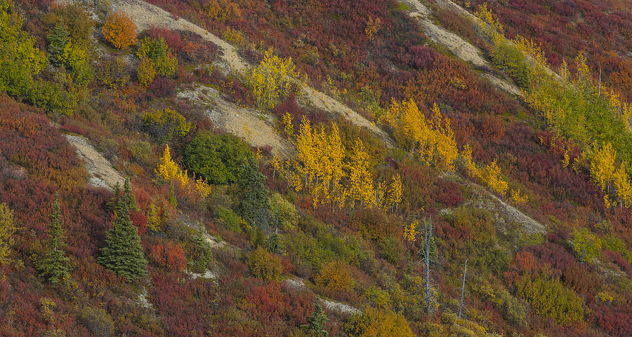 Alaska Autumn Mountainside Photograph by David Drew