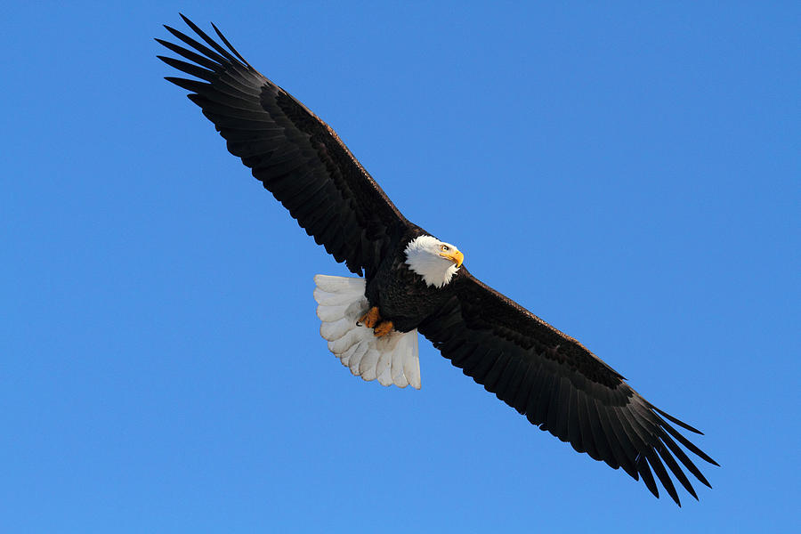 Eagle Photograph - Alaska Bald Eagle by Doug Lloyd