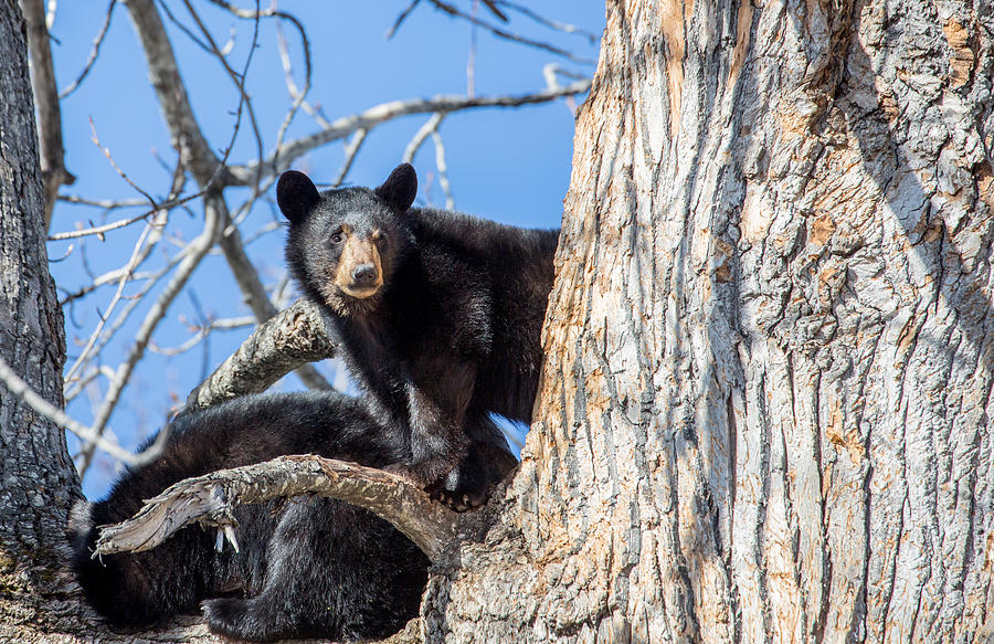 Alaska Black Bear Cub Photograph by Sam Amato