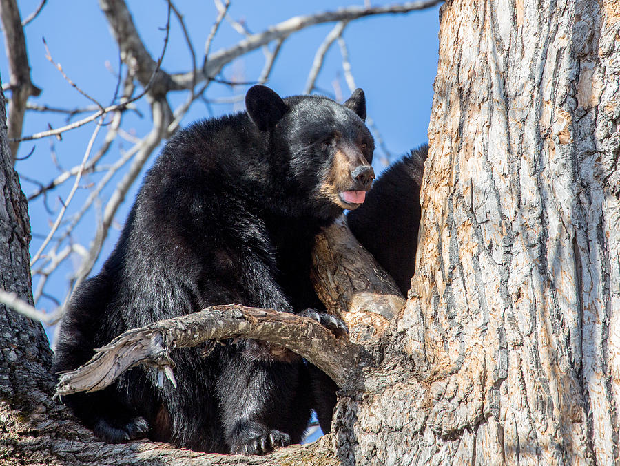 Alaska Black Bear in a tree Photograph by Sam Amato