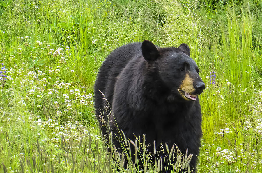 Alaska Black Bear Photograph by Suzette Vanmeter - Fine Art America