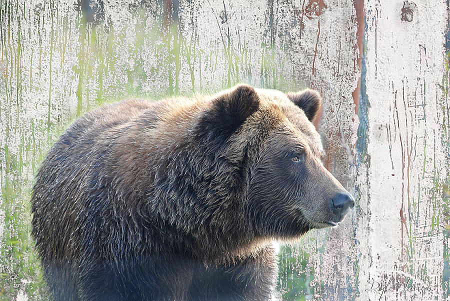 Alaska Brown Bear  Photograph by Dyle   Warren