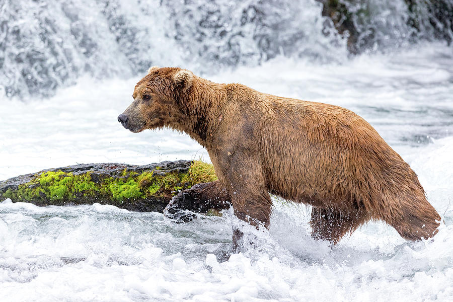 Alaska Brown Bear Photograph by Mike Centioli