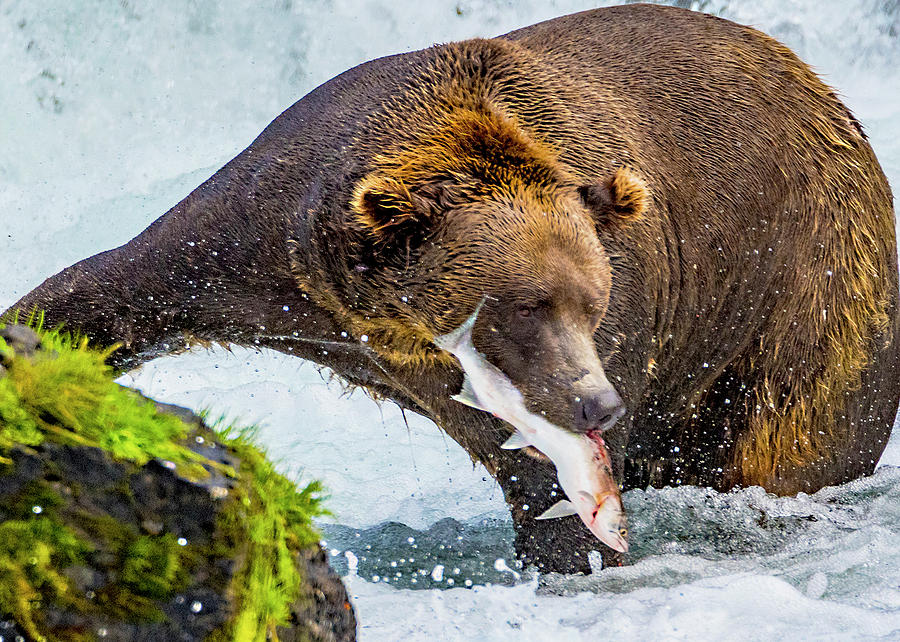 Alaska Brown Bear Photograph - Alaska Brown Bear by Norman Hall Alaska Brown Bear Photograph - Alaska Brown Bear by Norman Hall