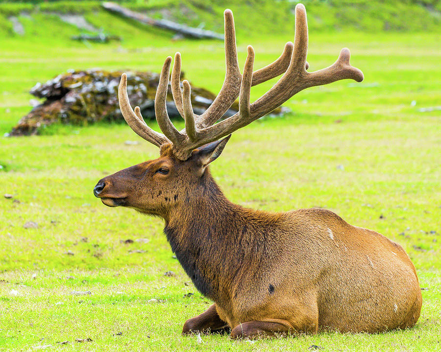 Alaska Bull Elk Photograph By William Krumpelman 