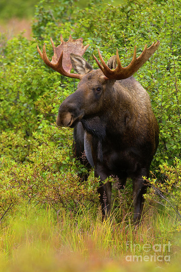 Alaska Bull Moose in Denali Photograph by Yva Momatiuk John Eastcott