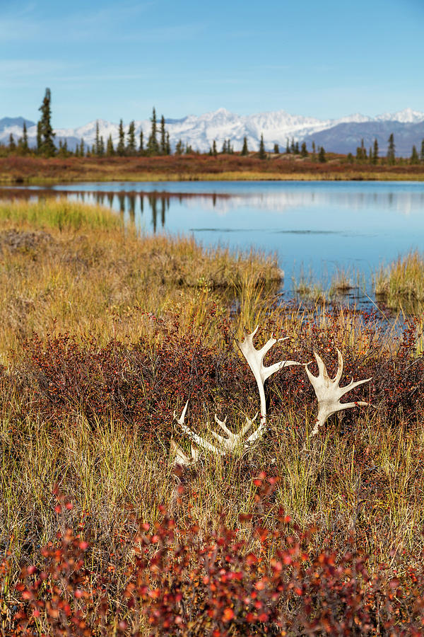 Caribou Antlers Photograph by Scott Slone