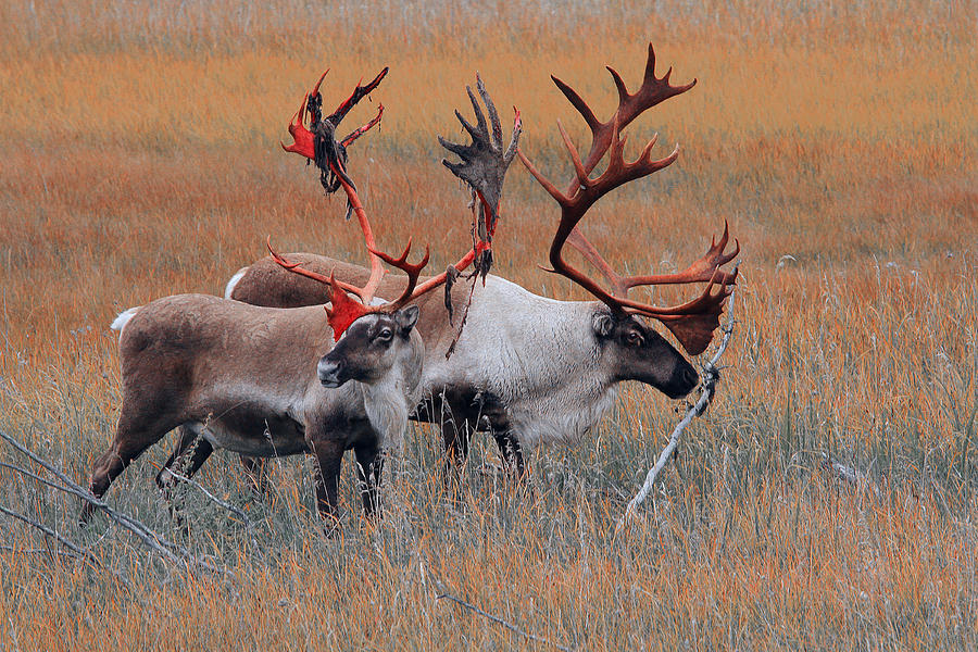 Caribou Photograph - Alaska Caribou by David Marr